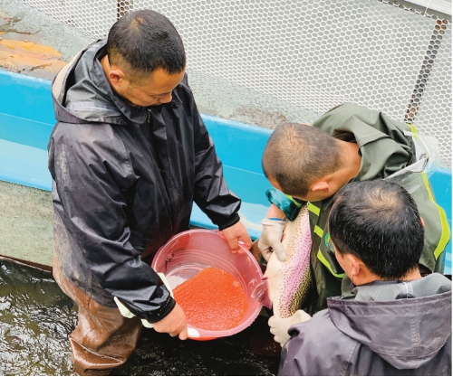 自主创新，填补我国虹鳟良种空白