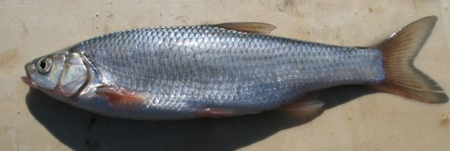 瓦氏雅罗鱼--碱水种